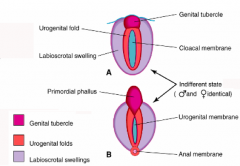 - Genital Tubercle elongates during the indifferent stages to become the Phallus
- Urethral Plate (extension of endoderm in the roof of the phallic part of the UG sinus)