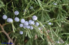 Juniperus virginiana  -Branchlets and mature seed cones.  