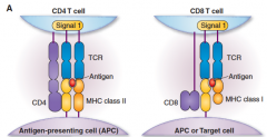 MHC Class II: peptides presented to CD4
MHC Class I: Peptides presented to CD8 (All cells in body other than RBCs)
