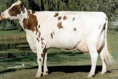 North American Dairy Breed. Red and white with spots/speckles. Medium butterfat