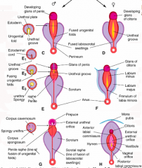 - Males: fuse during elongation of the phallus on the ventral surface
- Females: remain unfused and form the Labia Minora