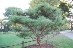 Pinus densiflora 'umbraculifera'