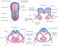 1. Trilaminar embryo forms mesoderm in horseshoe shape2. Splanchnic mesoderm (lateral plate) forms bilateral endocardial heart tubes
3. Bilateral heart tubes fuse to form heart