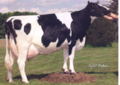 North American Dairy Breed. Work horse of the milk cow industry. Most common in US. Patches of black and white or red and white. Highest volume of milk of all dairy breeds.