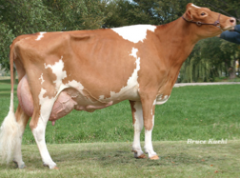 Golden brown with white patches. Channel Islands off coast of France. Large in size. Golden _____ milk, which is richer than other milk. North American Dairy Breed
