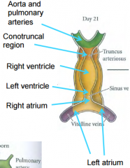 1. A pair of vitelline veins converge to form the left atrium2. The left atrium then leads on to the right atrium
3. The right atrium is separated from the left ventricle via the sinus venosus
4. The left ventricle is continuous with the right ven...