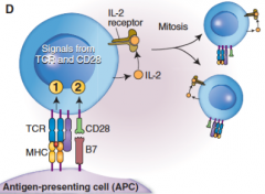 1. MHC with antigen
2. B7 on APC binds with CD28 on Naïve T cell. (Second Handshake)
***This causes T cell to express Interleukin2 which stimulates clonal expansion