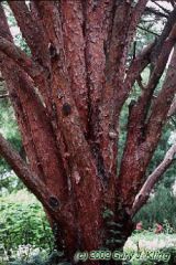 Pinus densiflora 'Umbraculifera'
Bark: 

Upper crown bark is bright orangish and peeling, very similar to Pinus sylvestris, older bark develops plates and becomes gray.

