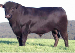North American Beef Breed. Popular in Louisiana. From Scotland. High quality, well marbled meat. "prime"