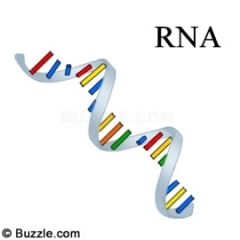 2. There are three different types of RNA