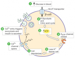 1) Increase of glucose in blood
2) Increase of glycolysis and citric acid cycle

3) Increase of ATP

4) K_ATP channels closed

5) Less K+ leaves cells

6) Cell depolarizes

7) Ca++ channels open

8) Ca++ entry triggers exocytosis and insulin is se...