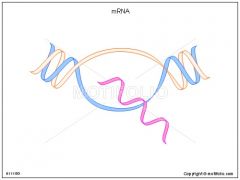 2. mRNA is involved in transcription