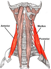 


O: Cervical vertebrae (CII-CVII)


I: First and second ribs


A: Ascending cervical artery

(branch of Inferior thyroid artery)


N: Cervical nerves (C3-C6)


Action: Elevation of first and second ribs
