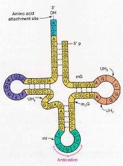 2. tRNA has an anticodon at one end and an amino acid at the other