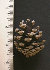  Pinus densiflora 'Umbraculifera' Fruit: Cones, singly or clustered, about 2 inches long, dull brown with a short spine.  