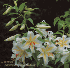 Lilium auratum

Auratum Lily