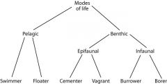 Tree of modes of life