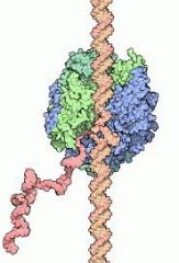 2. RNA Polymerase is similar to DNA polymerase in that they both unwind DNA and build a matching chain using nucleotides