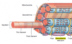 In skeletal muscle fibers, a membrane complex called sarcoplasmic reticulum (SR) forms a tubular network around each individual myofibril. The SR is similar to the smooth endoplasmic reticulum of other cells.