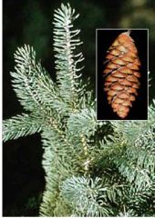  Picea glauca Blue-green needles with whitish lines are four-sided, sharp and stiff, and are arranged spirally on
the twigs. The foliage exudes a foul smelling odor, which sets it apart from other species. The inner bark of the twigs is silvery...