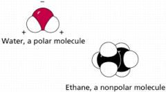A polar molecule is a molecule in which electrons are unequally distributed, making one end of the molecule slightly negative and the other slightly positive.