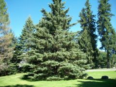 Picea glauca-
Spruce stays more rigid, does not weep.  
TIGHT-lots of branching
ID- Cream colored twigs