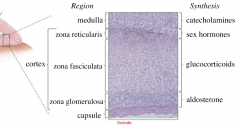 Zona reticularis

Zona fasiculata

Zona glomerulosa