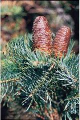  Abies concolor -Flat and blunt to pointed at the tips, the needles are 2-3 inches long, in ranks of 2, extend at a right angle out from the twig and have silvery bands called stomata running the length of both the top and under surfaces.   