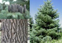  Abies concolor-  Oblong and upright, the cones are yellowish green to purplish brown, 3-5 inches long, and each scale is tipped with a prickle  
