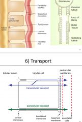 transcellular transport: the transport of solutes through a cell, may be passive or active
paracellular transport is always passive and involves the passage of solutes via the tight junction; always prevents the lateral movement of integral prote...