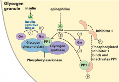 Gm binds glycogen to enzymes, like PP1.
Gm can be phosphorylated at 2 different sites, which give different effects
 -  In response to epinephrine and insulin.

1. Insulin stimulated phosphorylation 
- Phosphorylation at site 1 
- Activates P...
