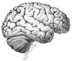 The outer layer of grey matter of the cerebral hemispheres that is largely responsible for higher brain functions such as sensation, thought and memory