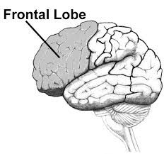 Located in the upper and frontal area of the cortex. Carries out higher mental processes such as forming of personality and ability to speak fluently