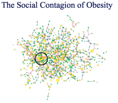 What is the social contagion of obesity?