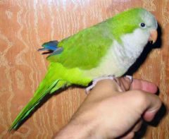 Signs of fatty liver in parrots?