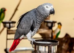 How do we prevent vitamin d deficiency in African greys?