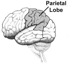 Located in the upper back part of the cortex. Processes sensory information that has to do with taste, temperature and touch