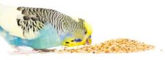 What is a common deficiency of budgies and how does it manifest?