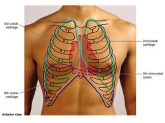 Lies mainly behind sternum. 4 corners of heart:


Right:
3rd costal cartilage
Between 5th and 6th costal cartilage


Left:
3rd costal cartilage
5th intercostal space (further L)