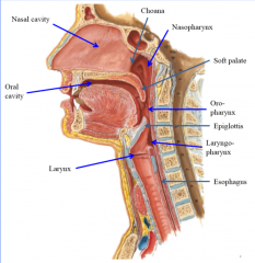 vertical tube into the GI tract
sits behind nasal cavity (nasopharynx) soft palate between oral and nasal pharynx
behind oral cavity (oropharynx) epiglottis between oral and laryngo
behind larynx into the airway (laryngopharynx)