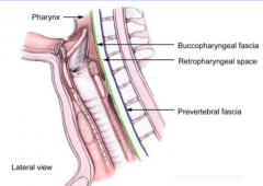 mucosa- inner lining of pharynx (epithelium) 

submucosa- pharyngobasilar fascia attaches pharynx to base of skull
muscularis externa- pharyngeal constrictor muscles (striated not smooth)
adventitia- buccopharyngeal fascia, continuous with coverin...