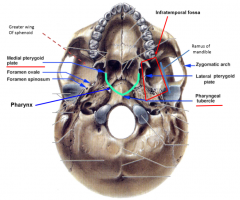pharyngeal tubercle 
medial pterygoid plates