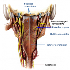 all overlapping, mid-line raphae
superior constrictor
middle constrictor
inferior constrictor
stylopharyngeus muscle (glossopharyngeal nerve CN IX)

salpingopharyngeus muscle

palatopharyngeus muscle


lift pharynx