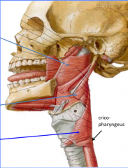 pharyngeal tubercle at back
medial pterygoid plate at front
pterygoid hamulus (little prong off medial pterygoid)
pterygomandibular raphae with buccinator muscle
posterior mandible
