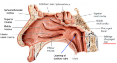 salpingopharyngeus muscle raises tissue
behind opening of auditory tube 
covers muscles down into pharynx