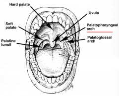 palatopharyngeal muscle raises tissue
behind palatoglossal arch