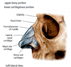 nasal bone
cartilage (nasal, lateral nasal, alar)