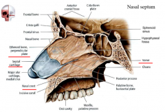 midline nasal septum composed of septal cartilage and ethmoid bone (perpendicular plate)
vomer- bone inferoposterior to ethmoid 
nasal crest- below vomer, maxilla and palatine bone