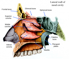 superior (smallest, might not be present)
middle (sup and middle part of ethmoid bone)
inferior (separate bone)
highly variable


warms and moistens air into nose (increase SA of blood to air)
hairs and mucus trap/filter particles