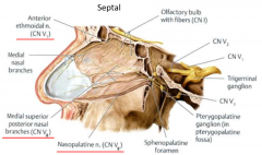 V1 innervation
anterior portion of nasal cavity
nasocilliary 


V2 innervation

nasopalatine (pterygopalatine ganglion)
maxillary sinus
hard palate
posterior nasal cavity


similar for lateral and septal wall
